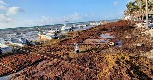 En plena Semana Santa el sargazo invadió las playas de Quintana Roo