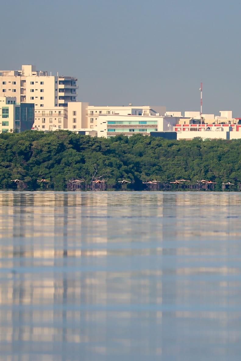 VIAJEROS ROSA: Reportan avistamiento de flamencos en sistema lagunar Nichupté de Cancún