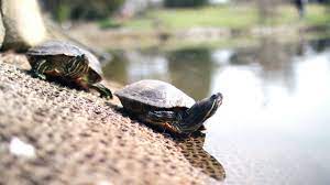 Yucatán y Quintana Roo tendrán playas santuario para la anidación de tortugas marinas