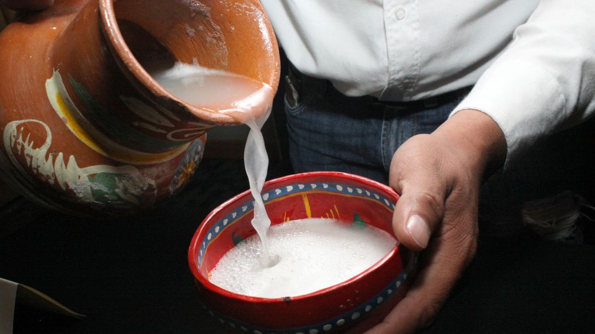 Festival Cultural del Maguey y Pulque en CDMX: Te decimos el lugar y fecha del evento