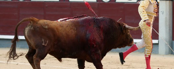 Proyecto de ley contra espectáculos crueles con animales pasa primer debate en Senado