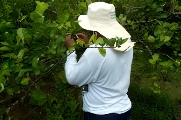 Personal de Sanidad Vegetal recibe su pago y regresa a labores en Quintana Roo